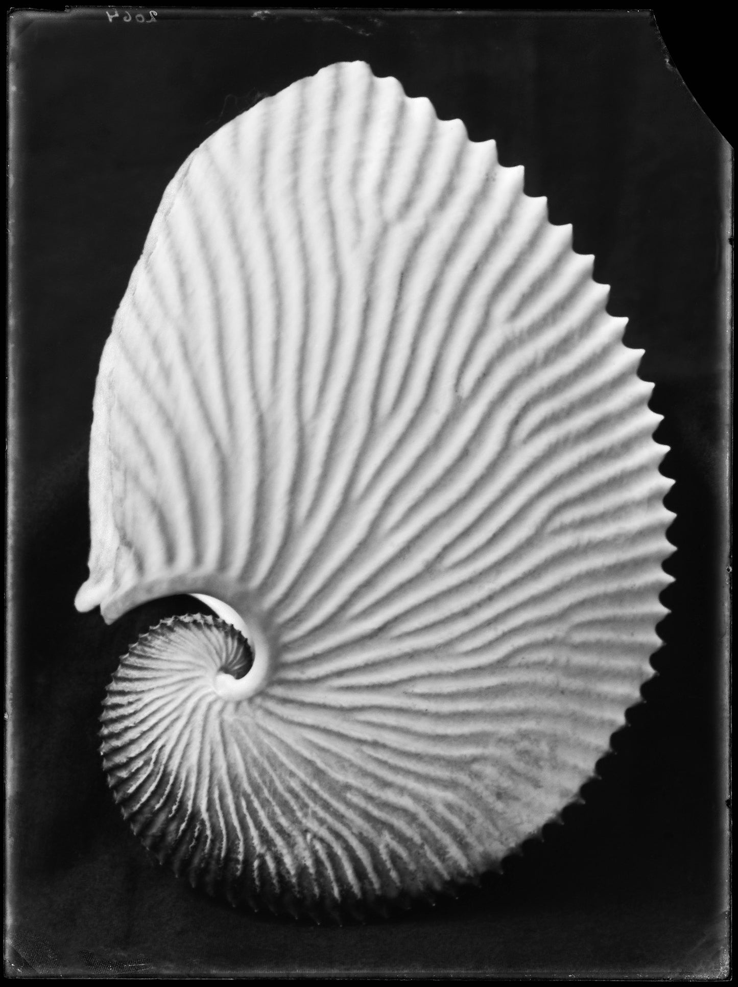 Schelp Argonauta Argo Linné, Bernard Eilers