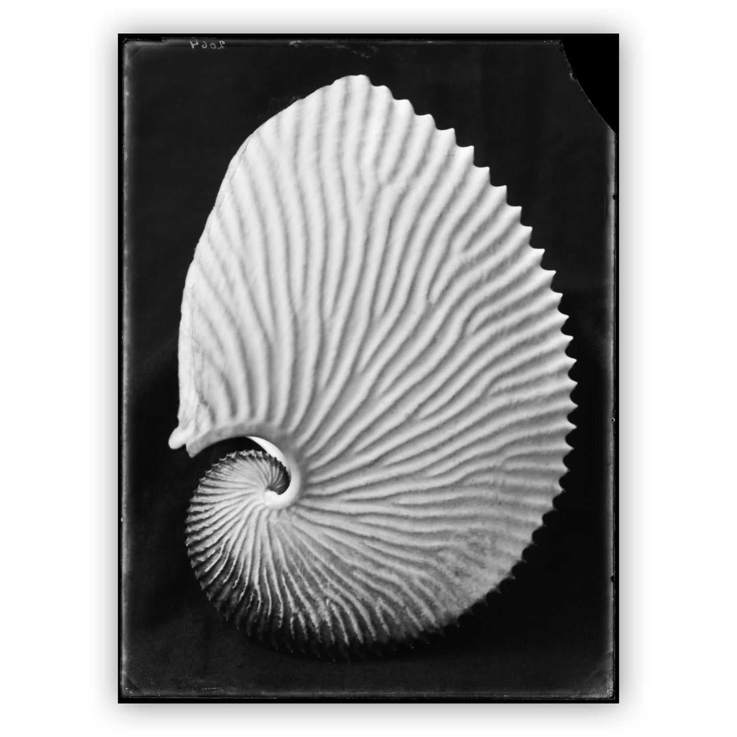 Schelp Argonauta Argo Linné, Bernard Eilers