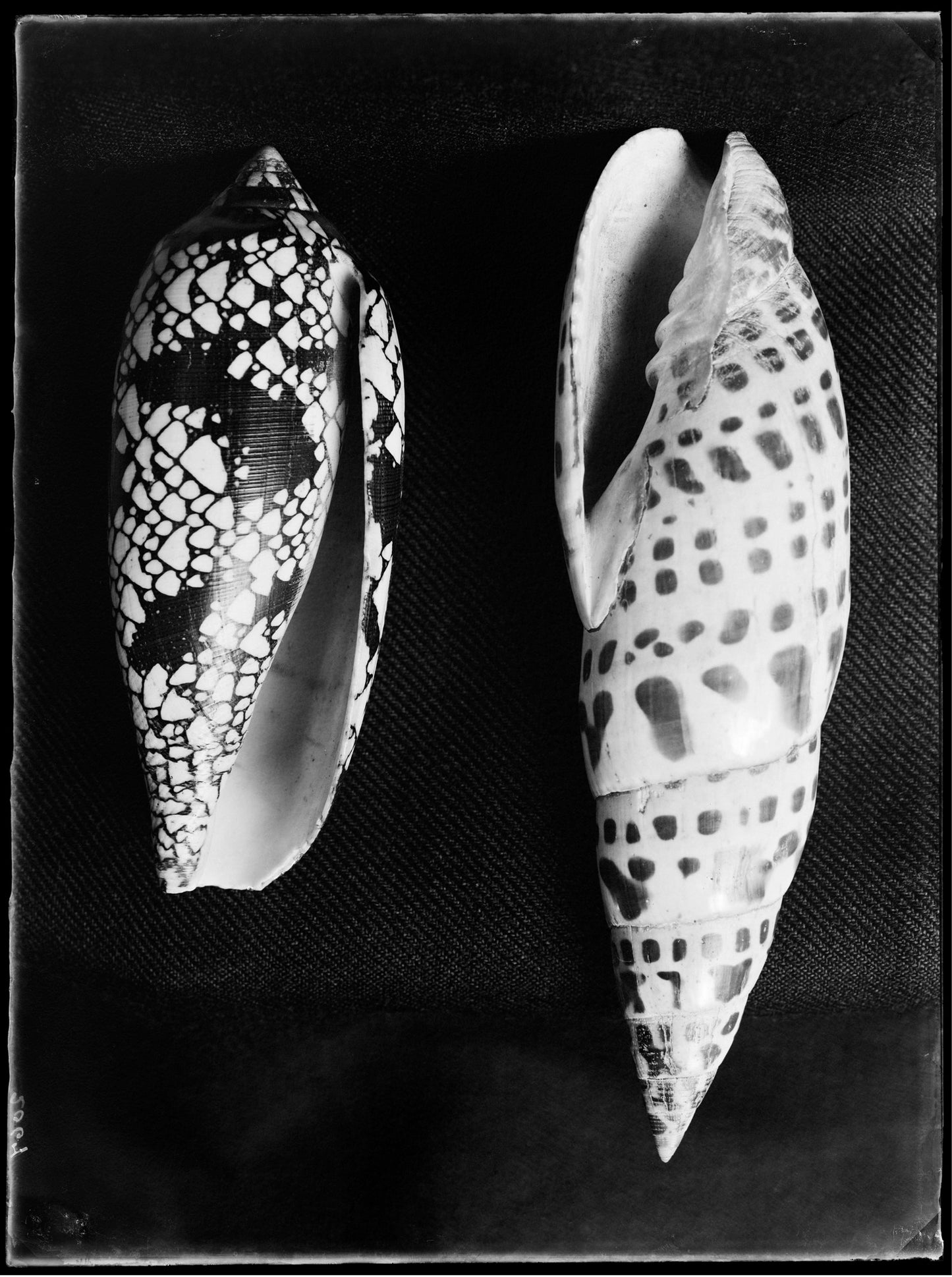 Twee schelpen, Bernard Eilers