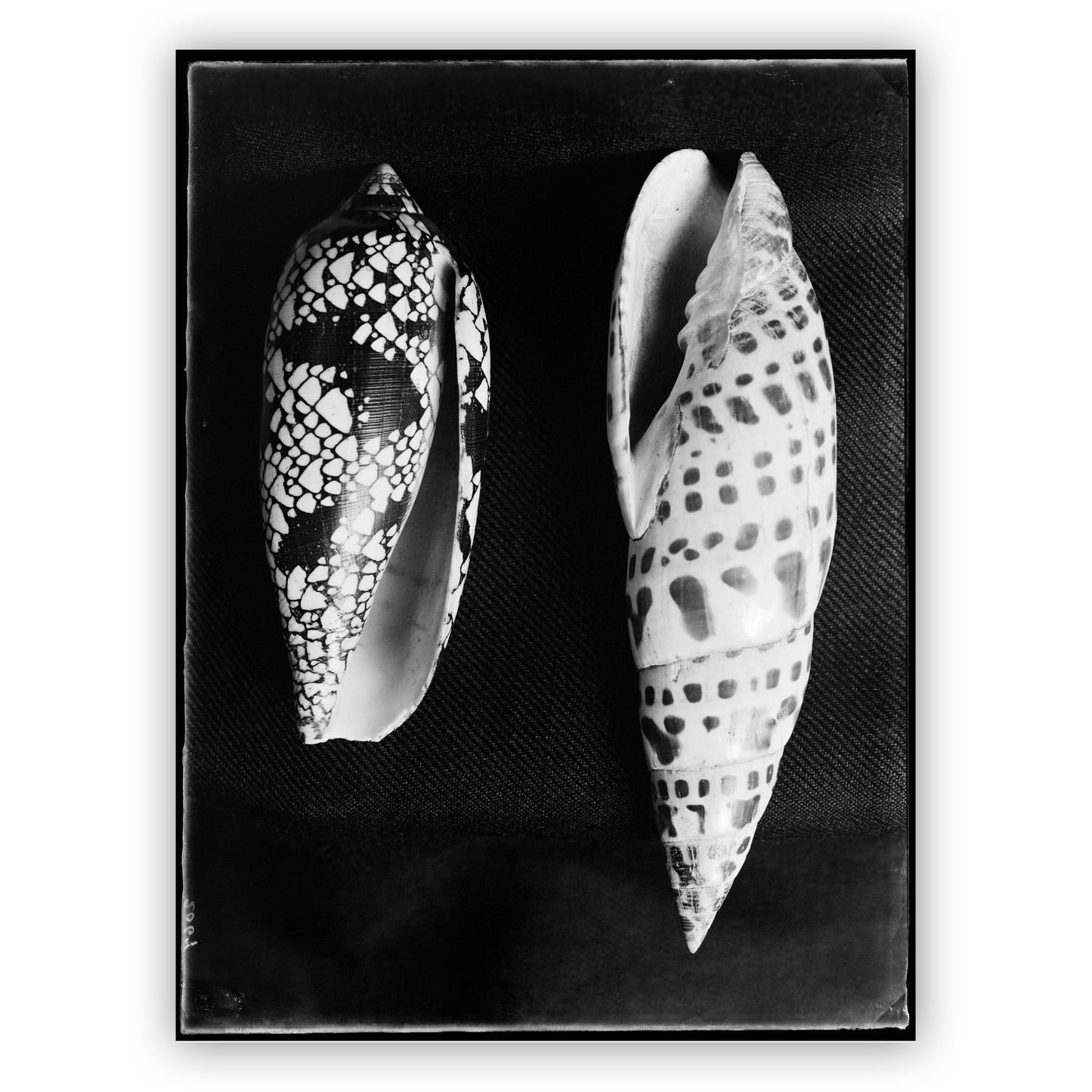 Twee schelpen, Bernard Eilers