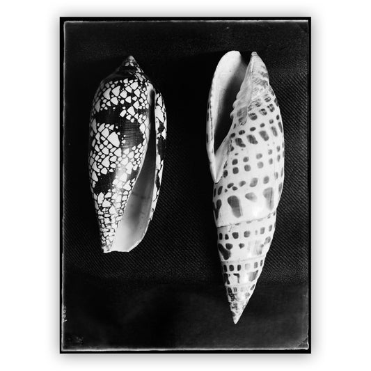 Twee schelpen, Bernard Eilers