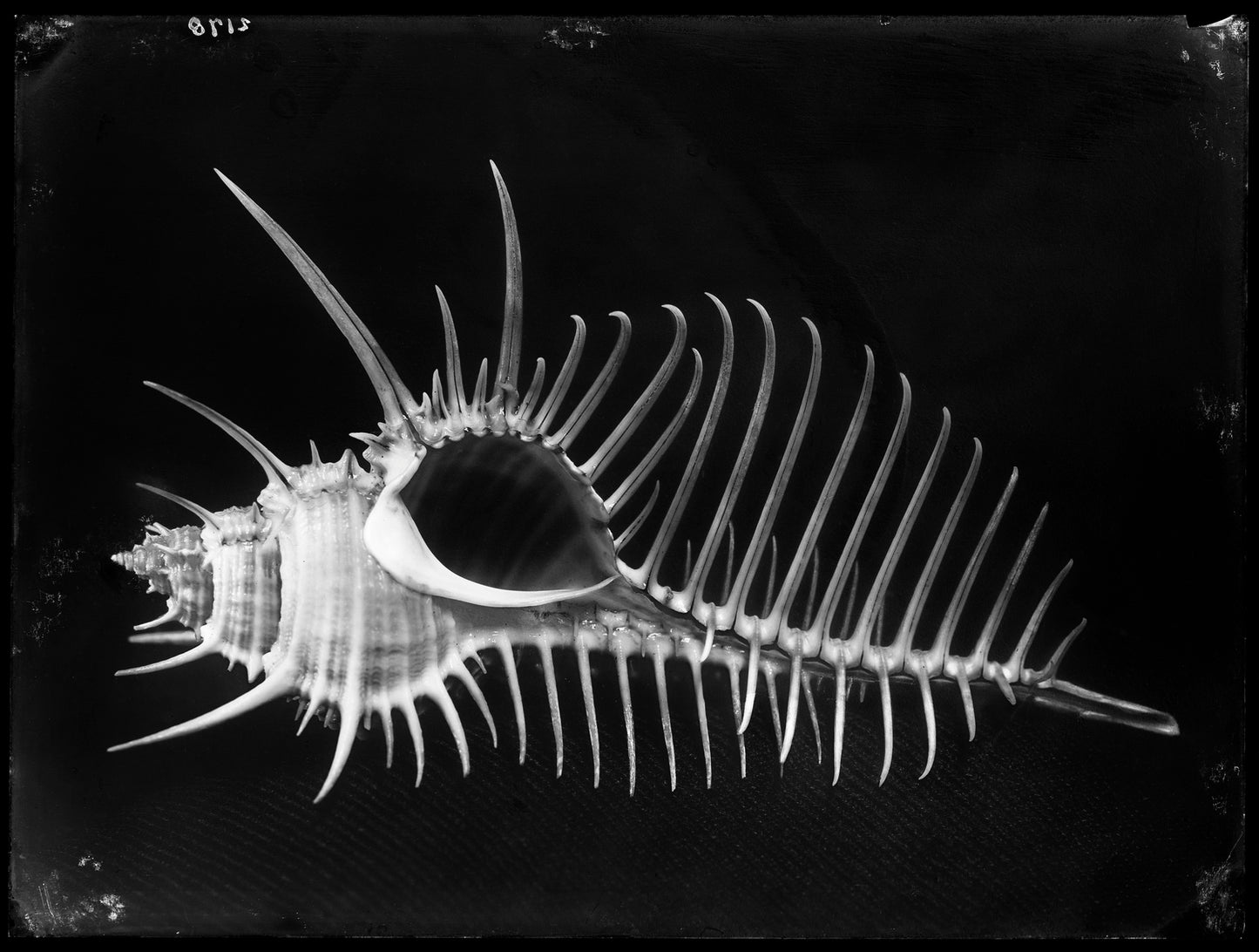 Schelp II, Bernard Eilers