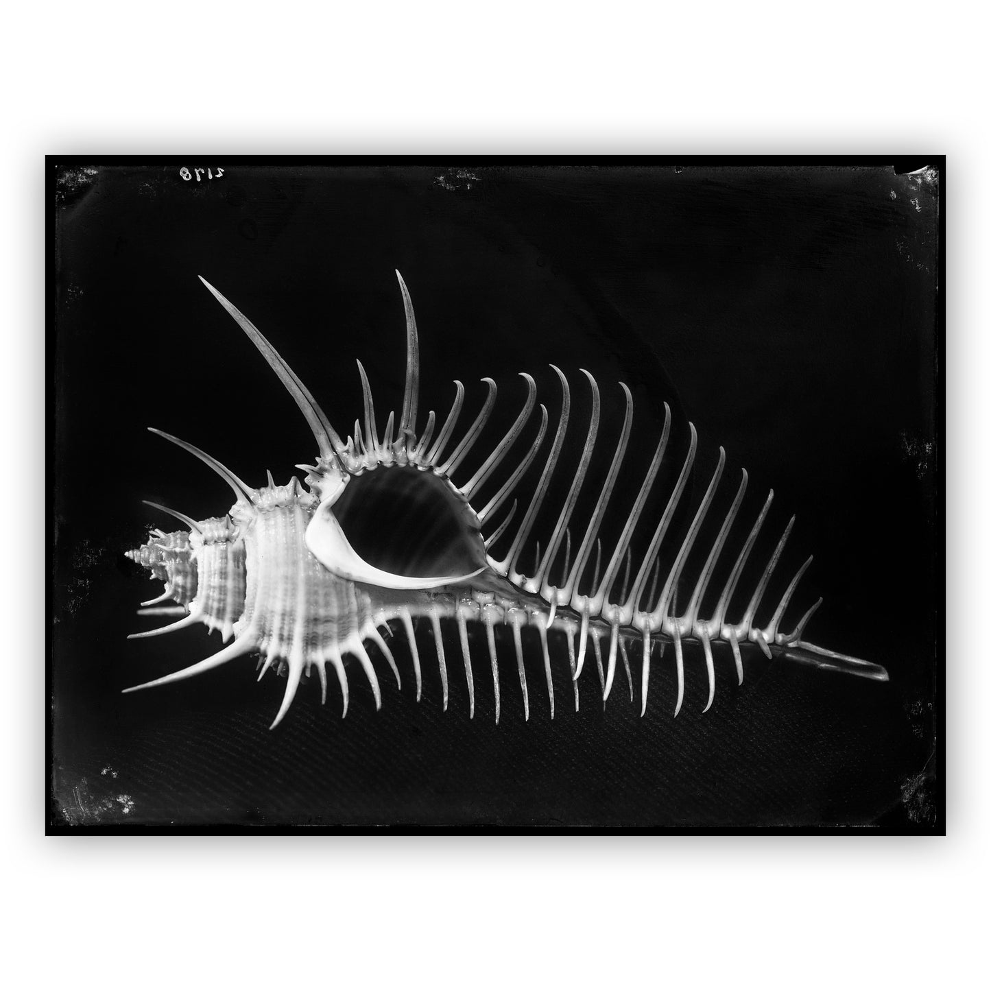 Schelp II, Bernard Eilers