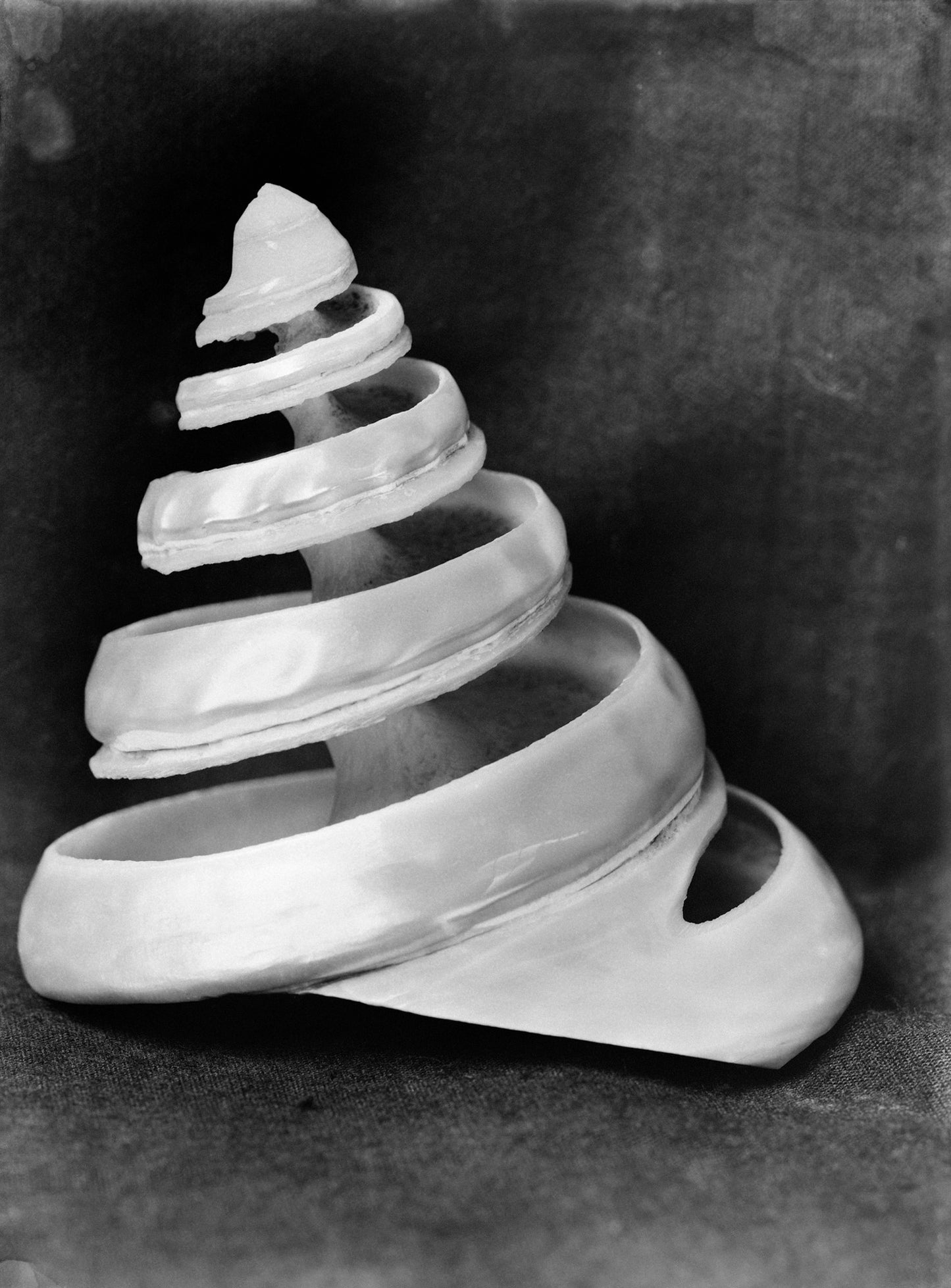 Schelp Trochus niloticus, Bernard Eilers