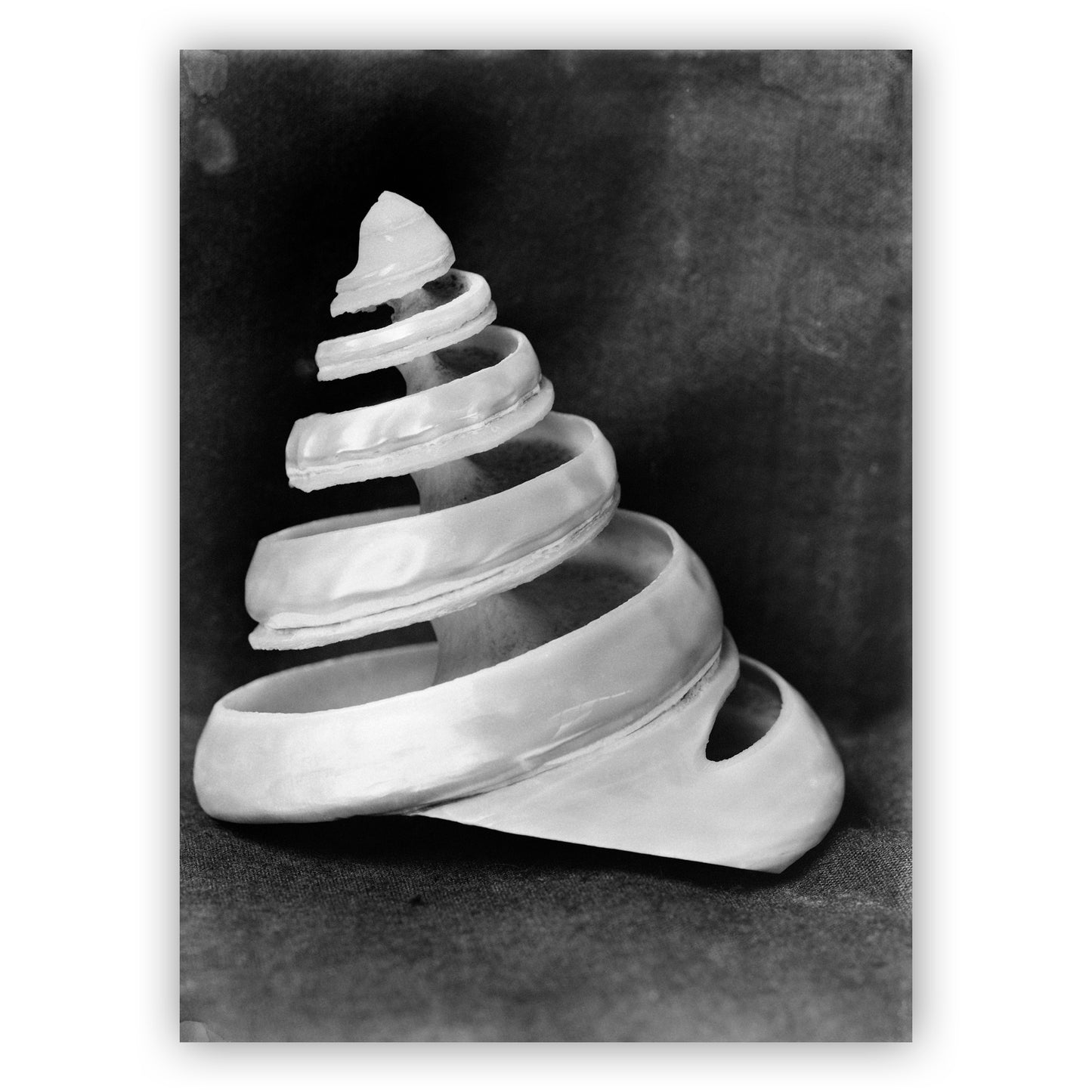 Schelp Trochus niloticus, Bernard Eilers