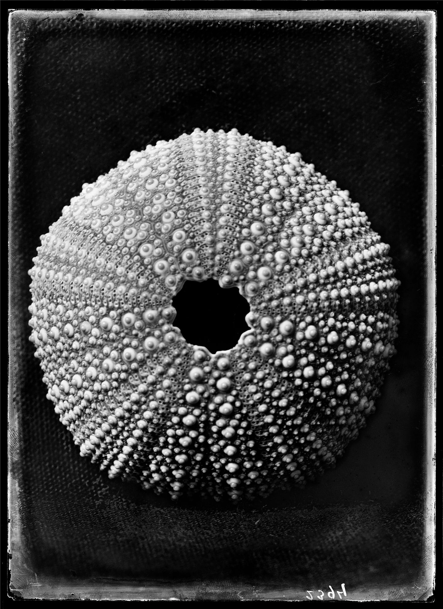 Schelp Echinus Esculentus Linné, Bernard Eilers