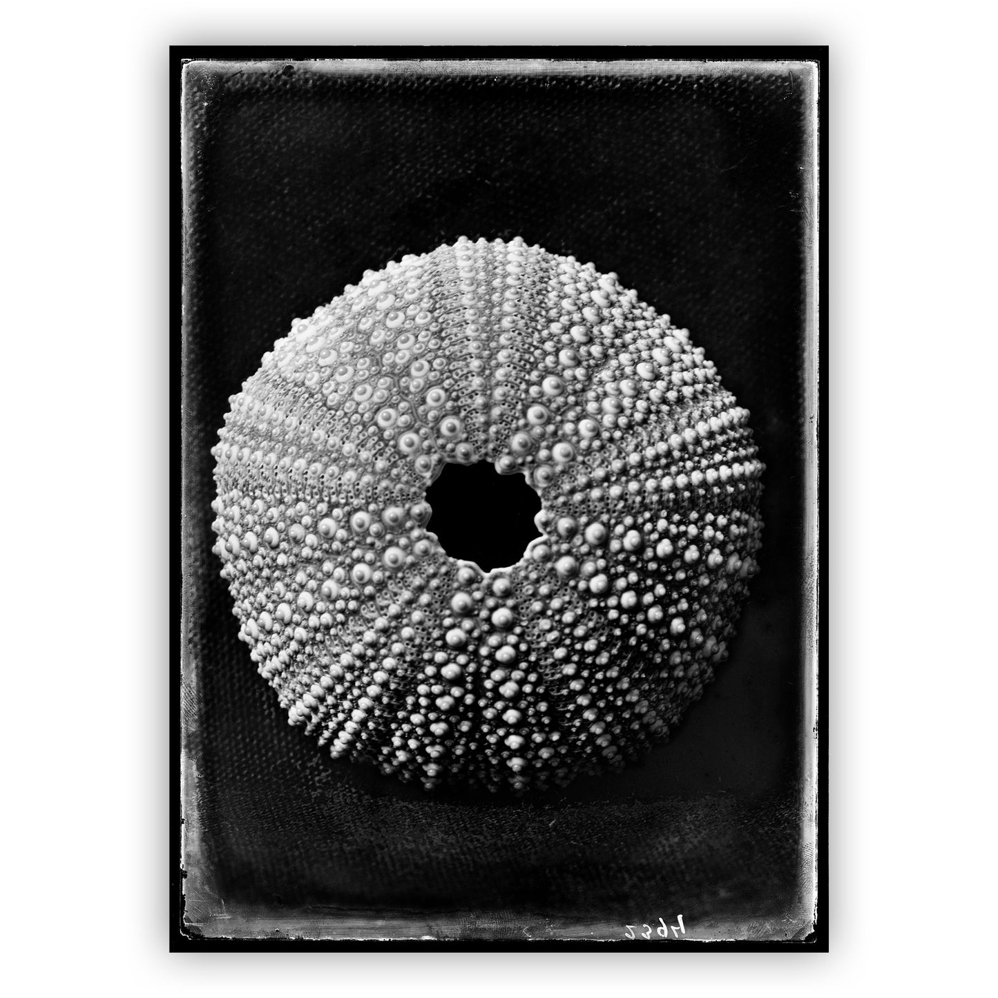 Schelp Echinus Esculentus Linné, Bernard Eilers