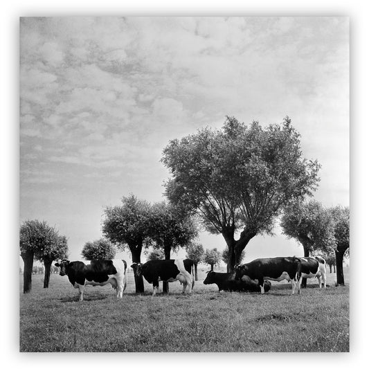 Zuidhollands stamboekrundvee, Cas Oorthuys