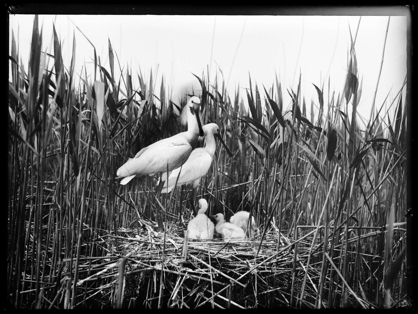 Lepelaars, Richard Tepe