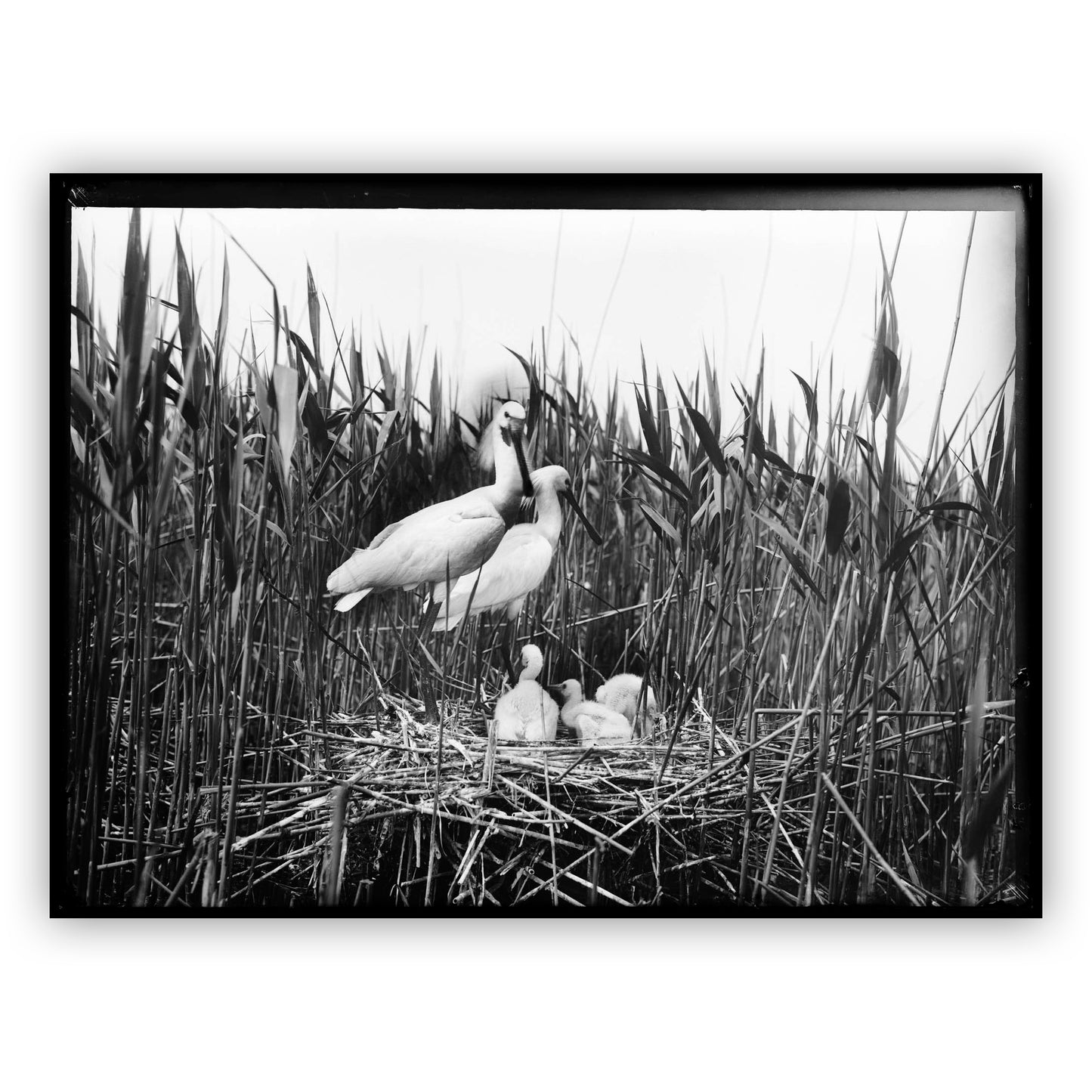 Lepelaars, Richard Tepe