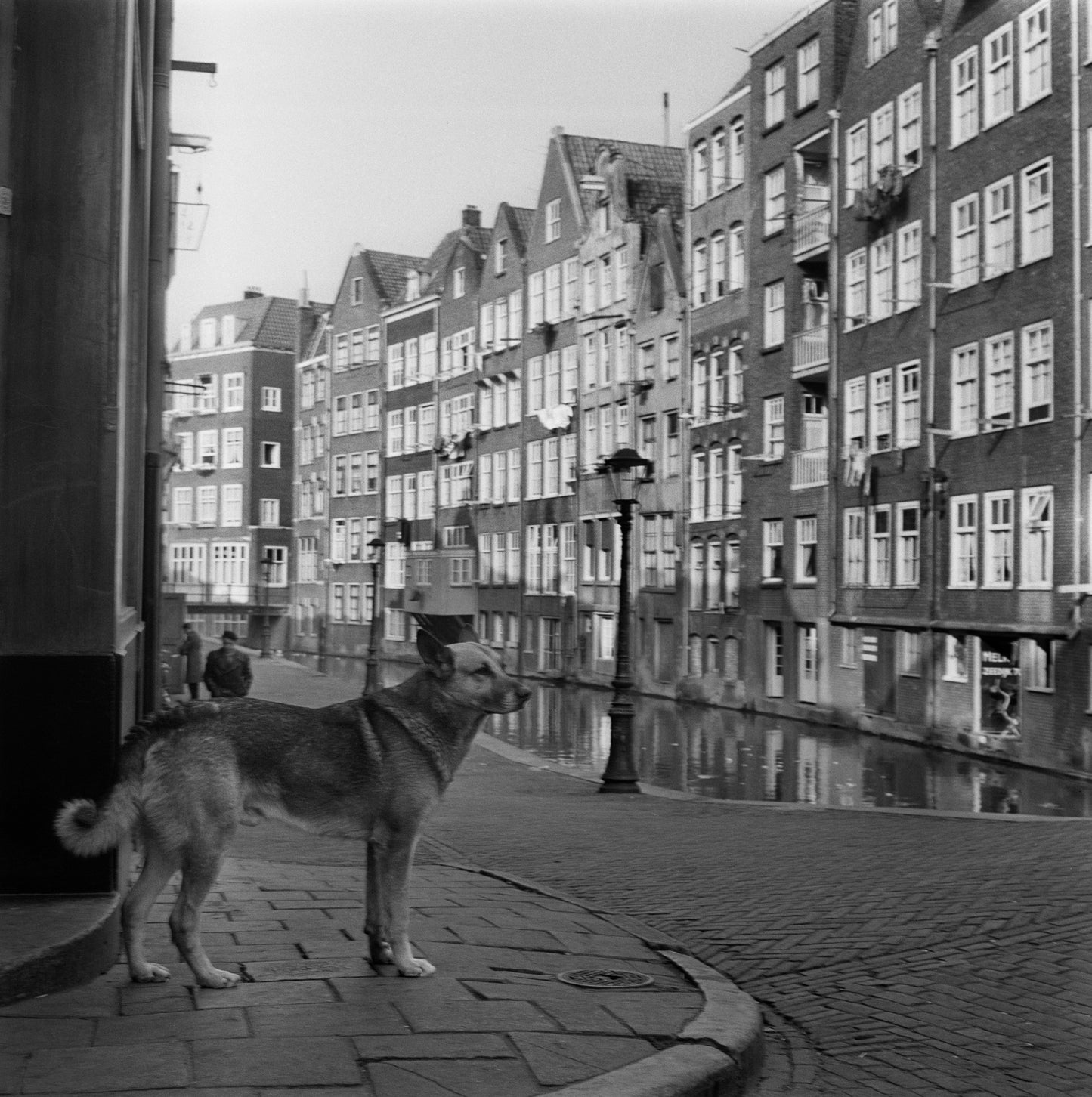 Straathond, Ed van Wijk