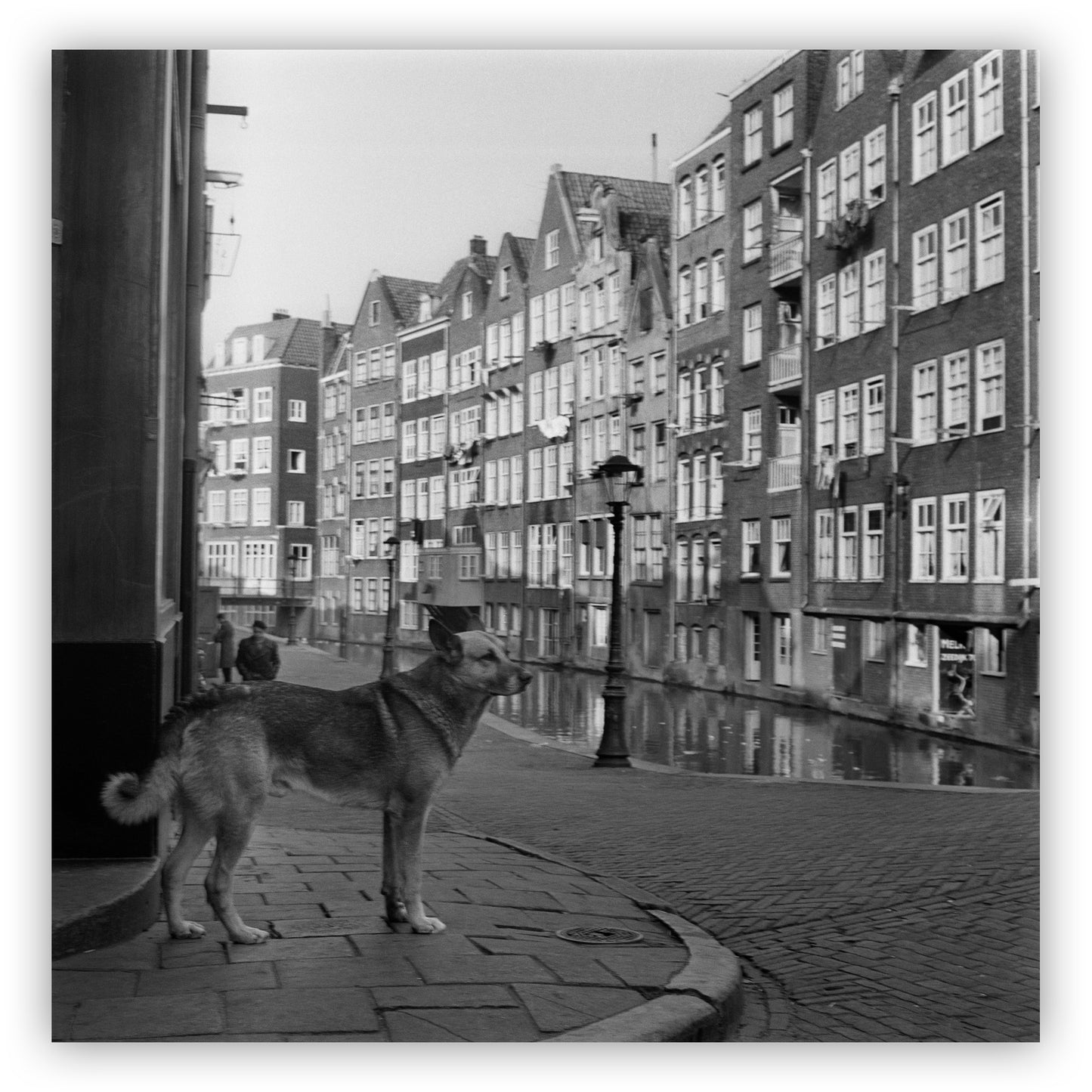 Straathond, Ed van Wijk