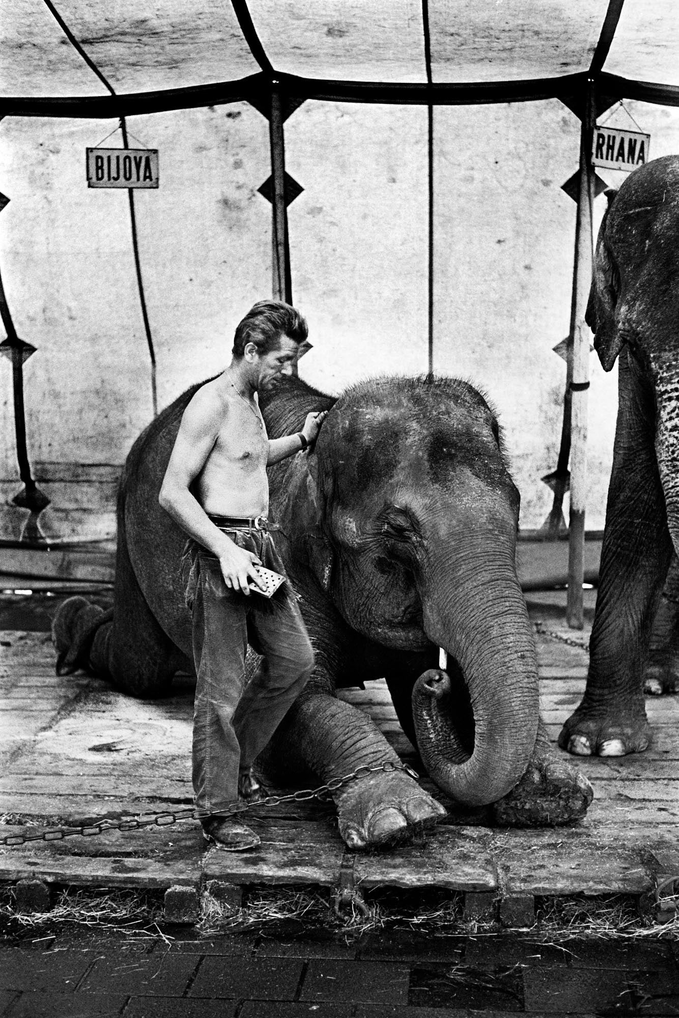 Olifantenverzorger, Hajo Piebenga