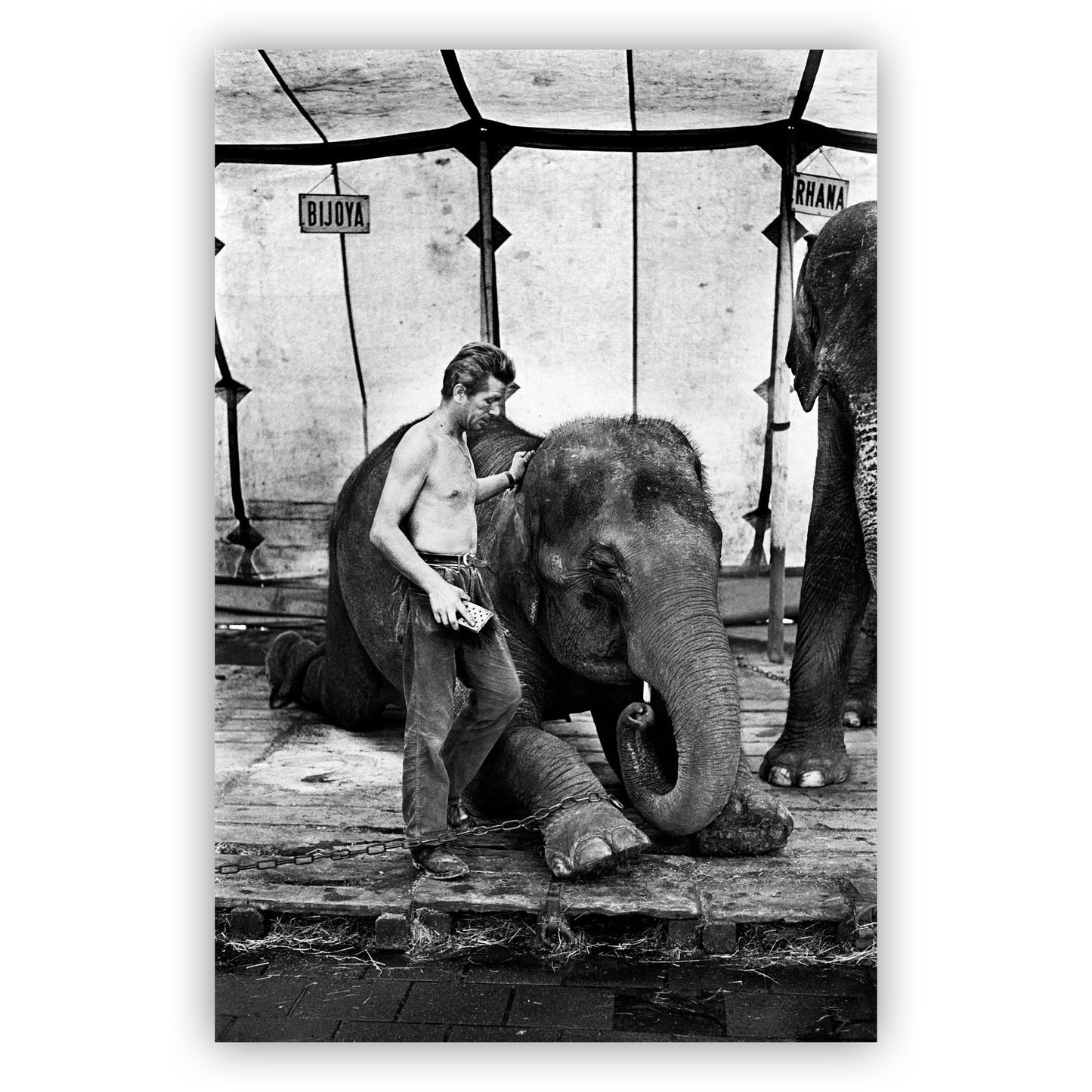 Olifantenverzorger, Hajo Piebenga