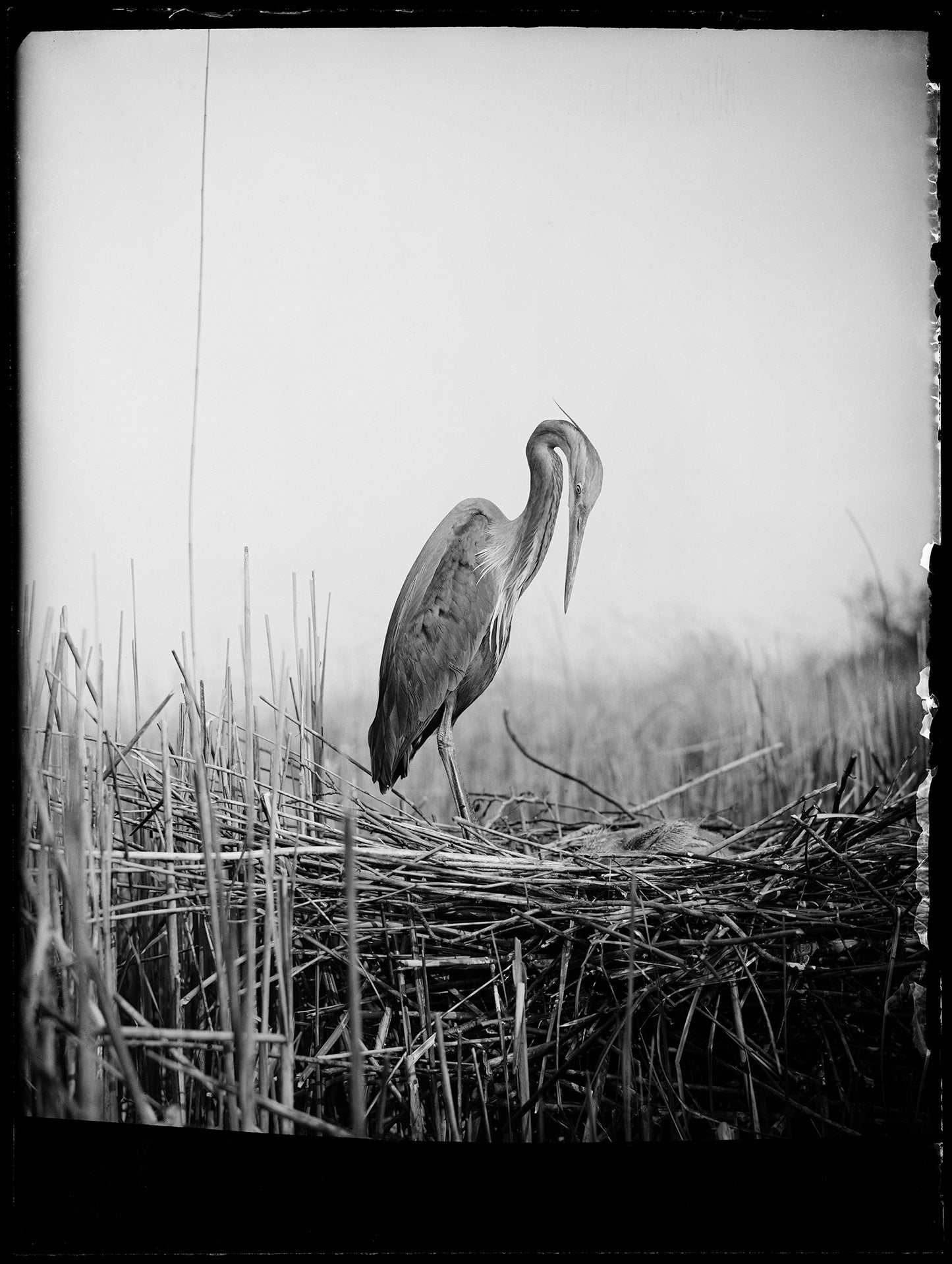 Purperreiger, Nol Binsbergen