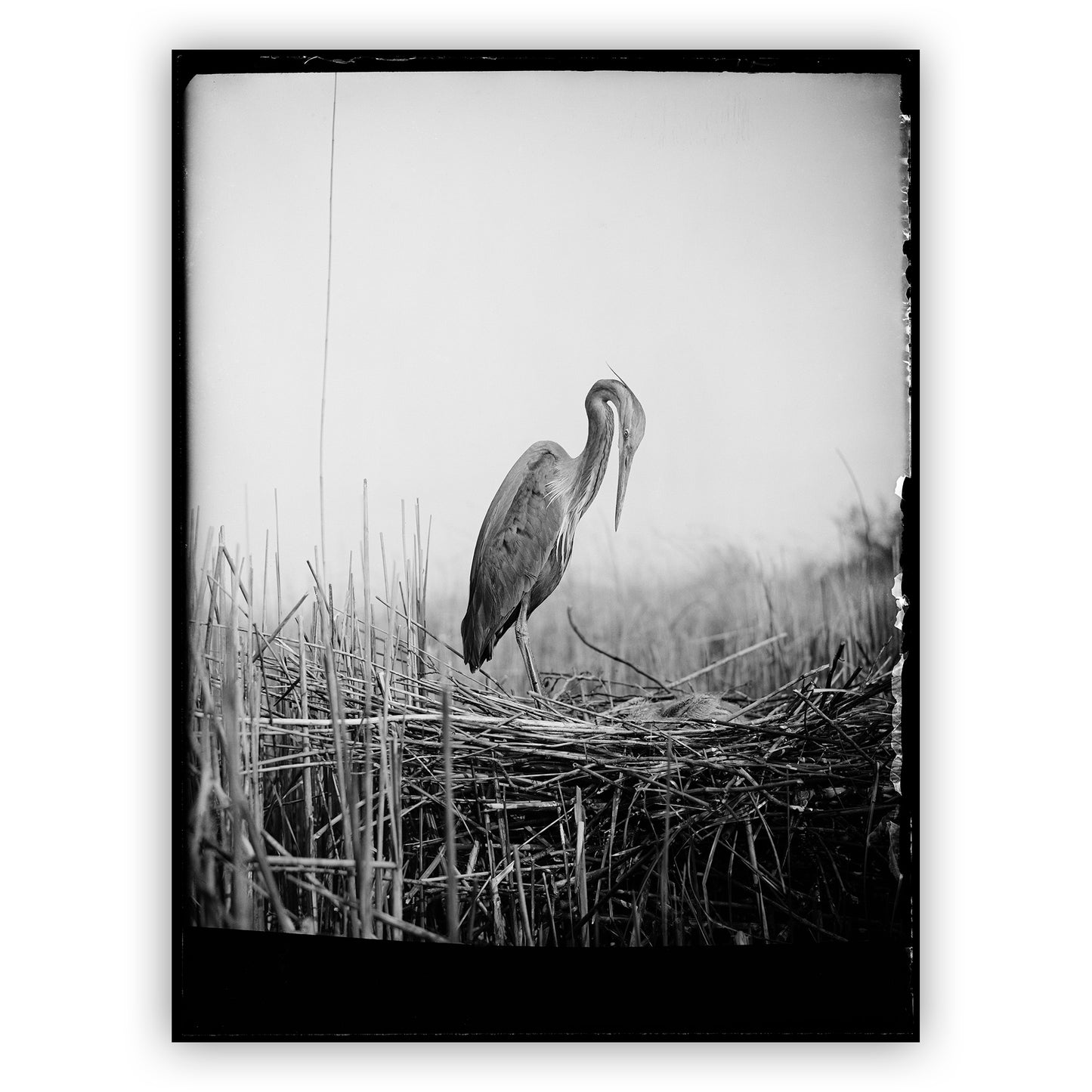 Purperreiger, Nol Binsbergen