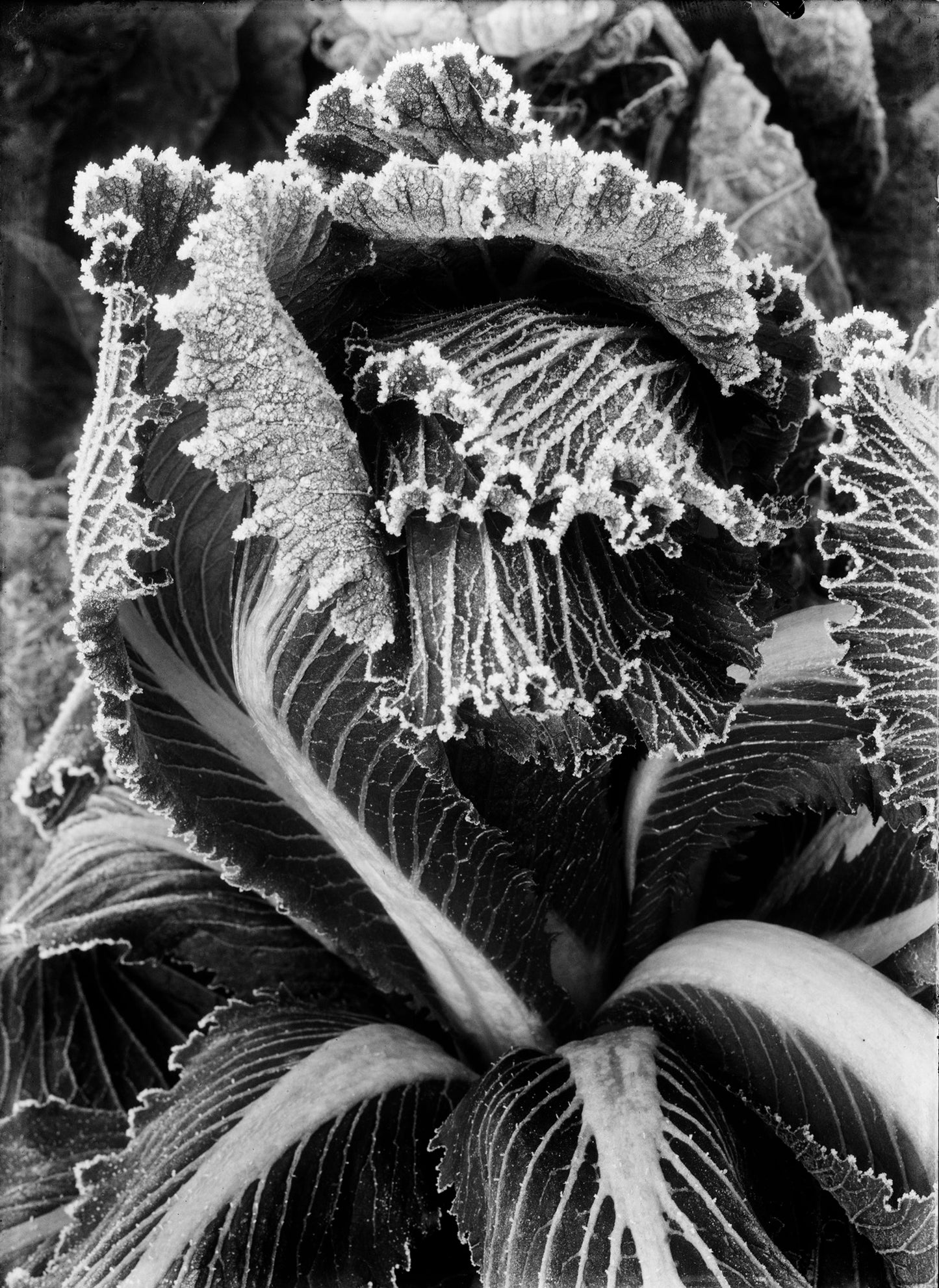 Berijpte kool, Piet Zwart