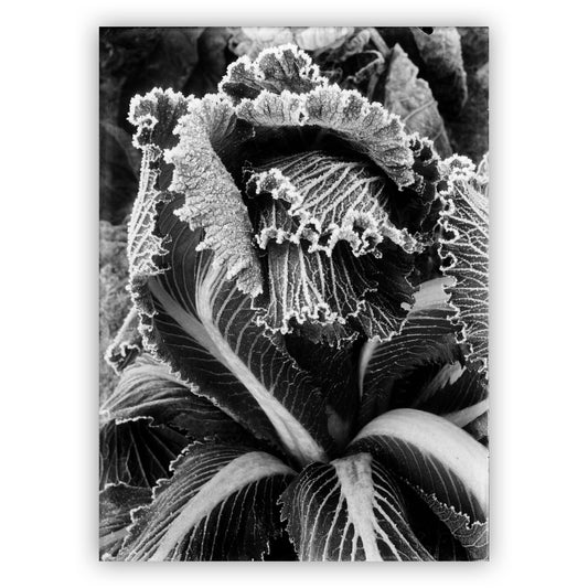 Berijpte kool, Piet Zwart