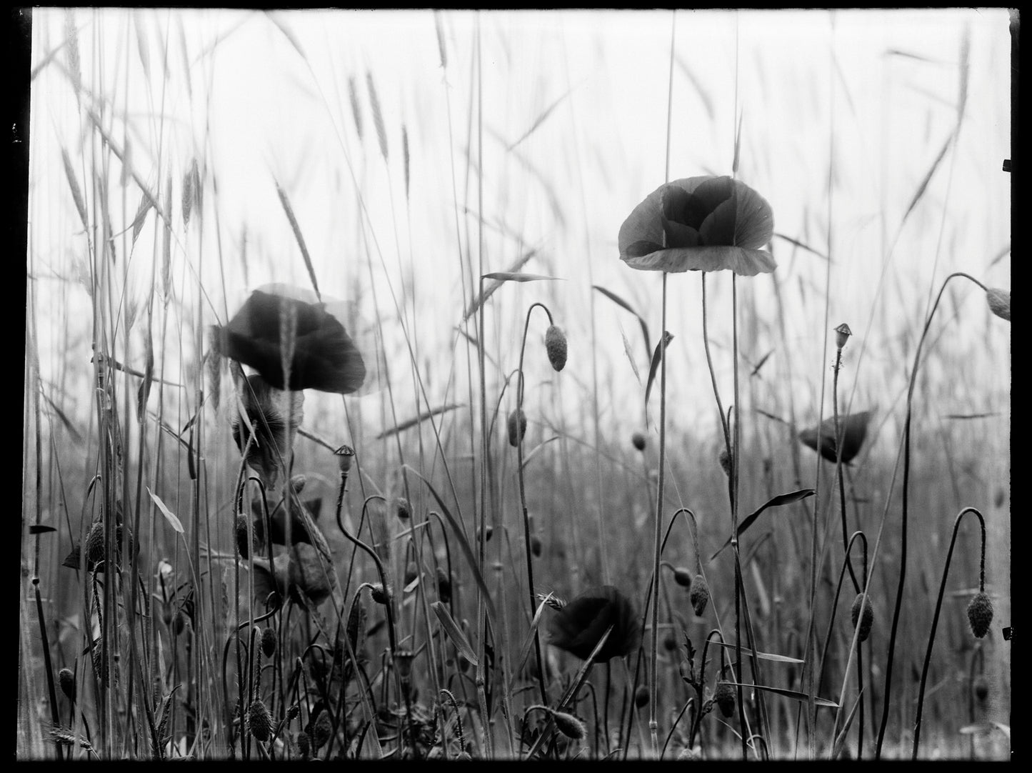 Klaproos papaver, Richard Tepe