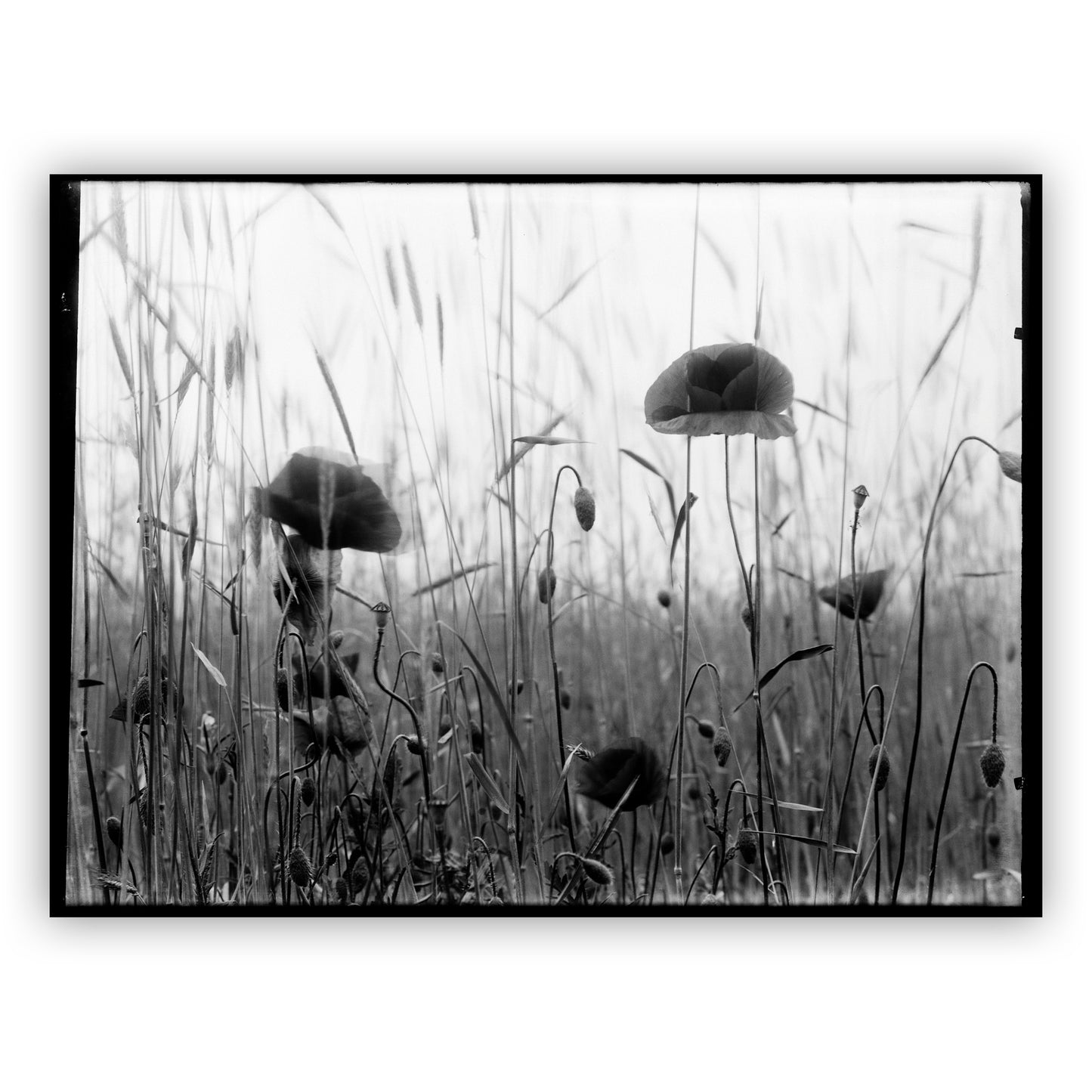 Klaproos papaver, Richard Tepe