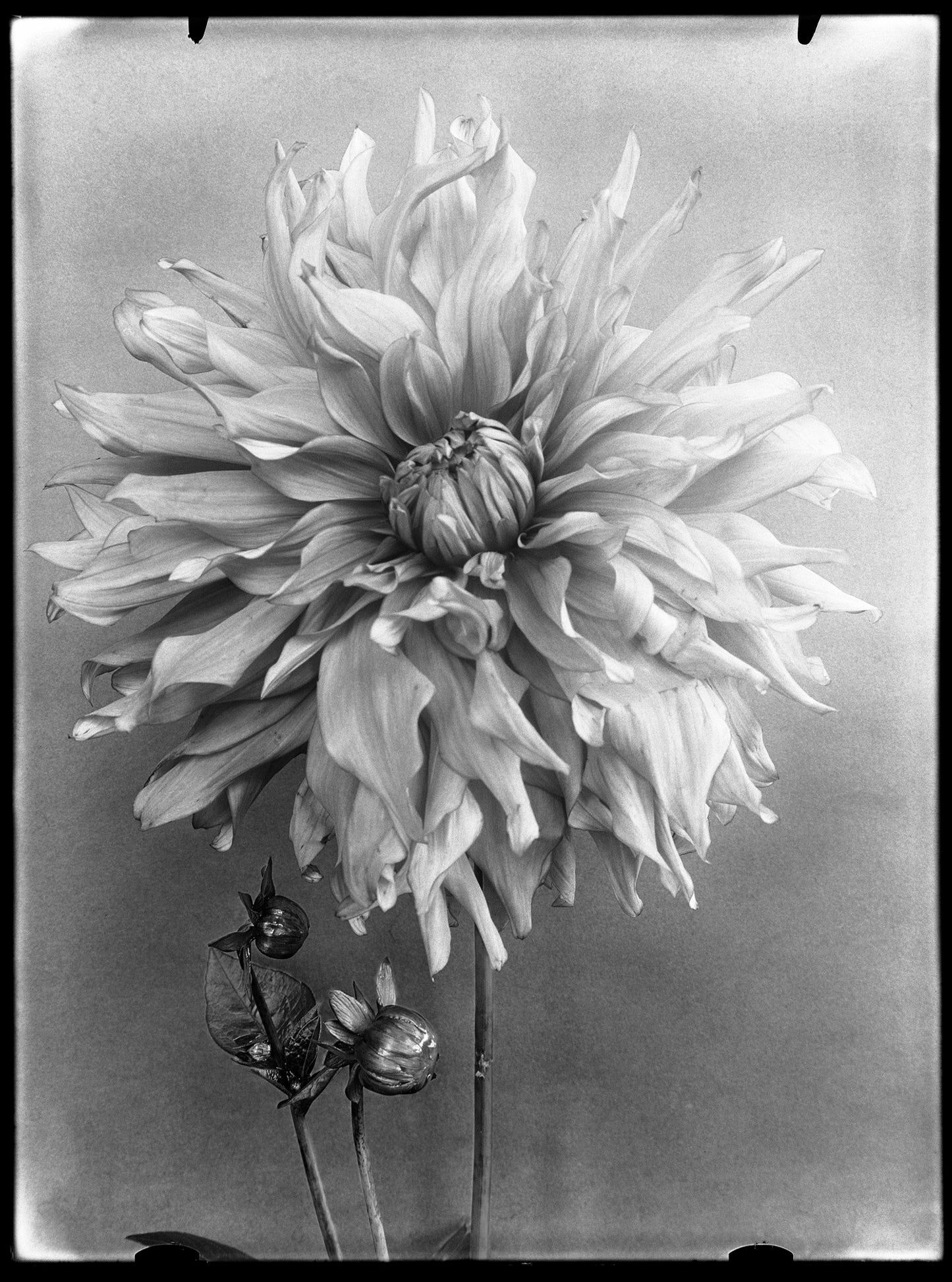 Dahlia Dokaupilov Triumph, Richard Tepe