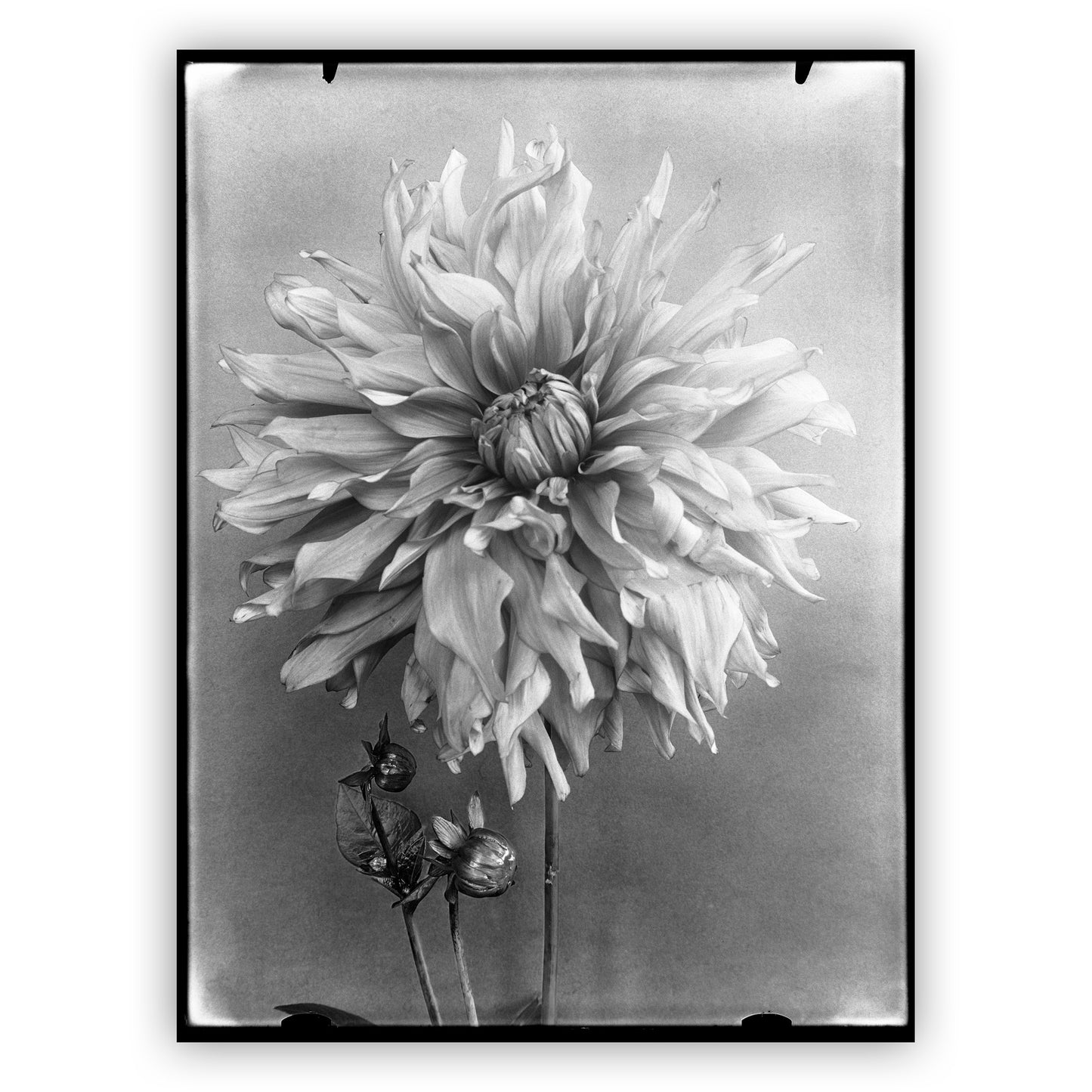 Dahlia Dokaupilov Triumph, Richard Tepe