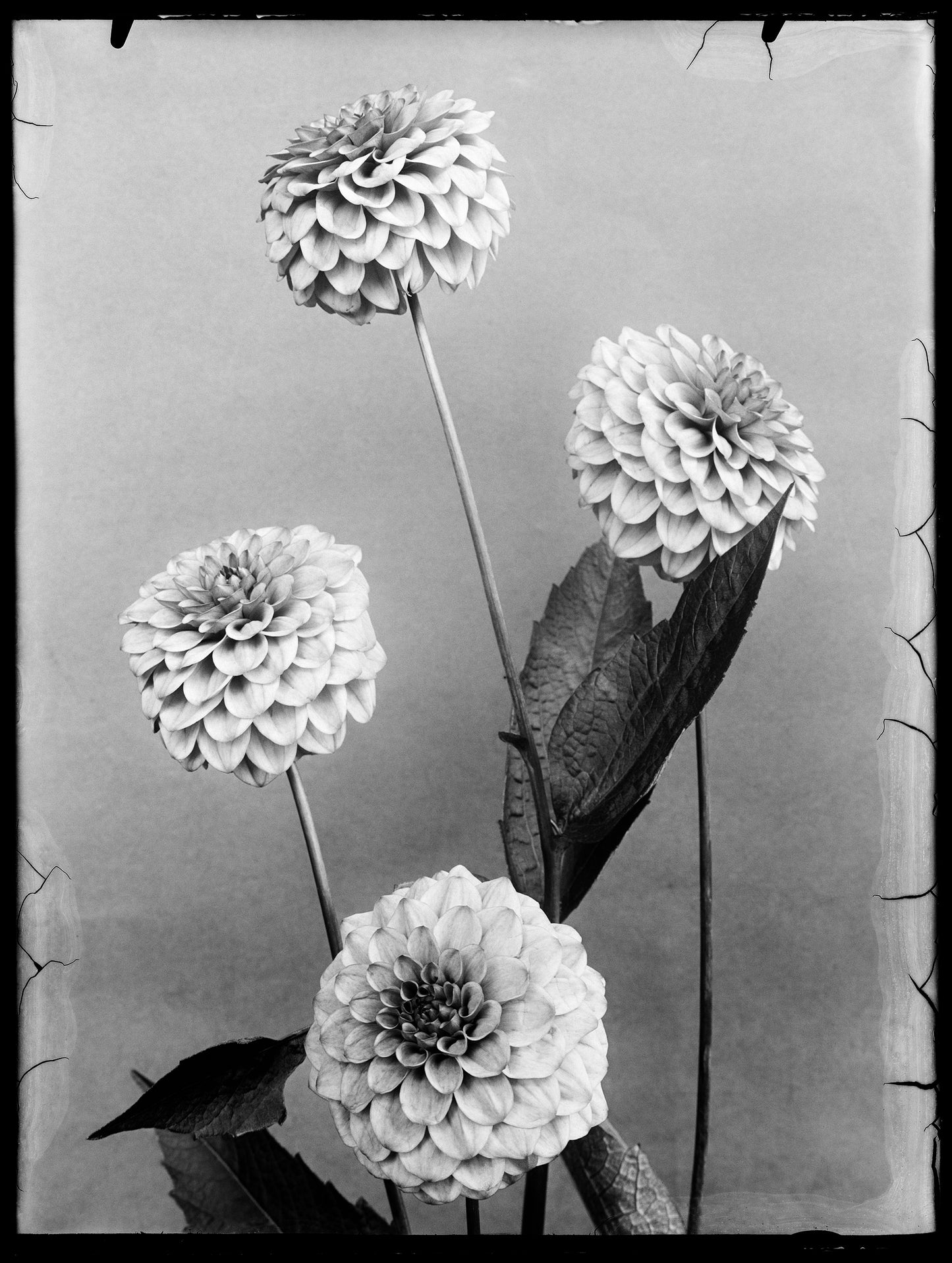 Dahlia Herlinde, Richard Tepe