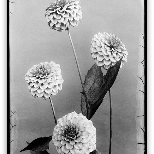 Dahlia Herlinde, Richard Tepe