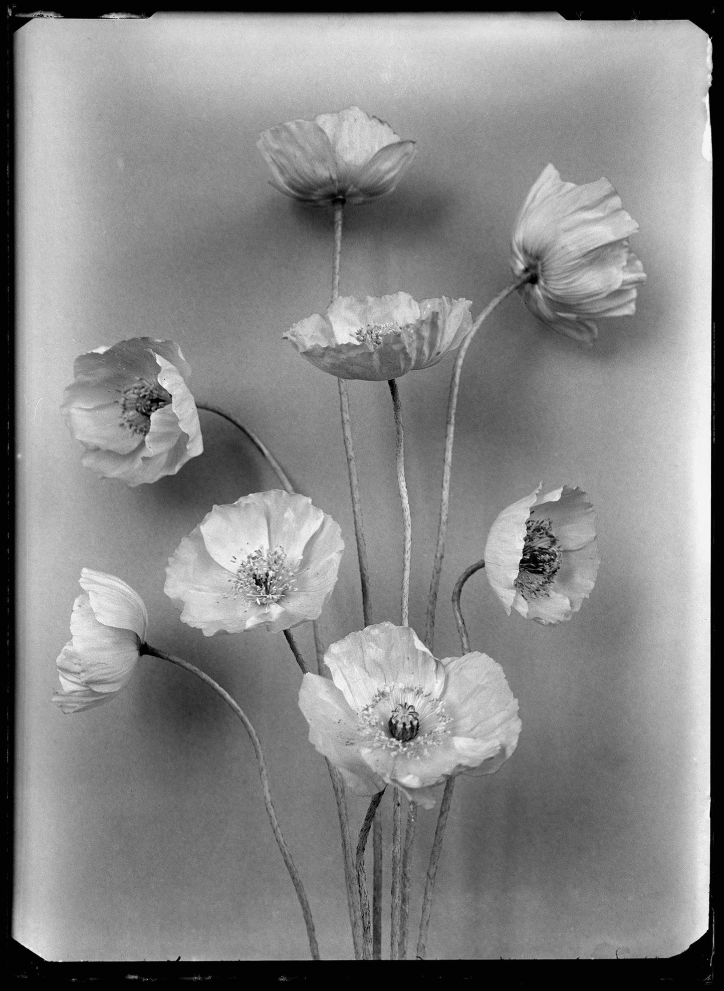 Cliché no. 20 Papaver, Richard Tepe