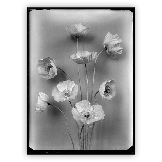 Cliché no. 20 Papaver, Richard Tepe