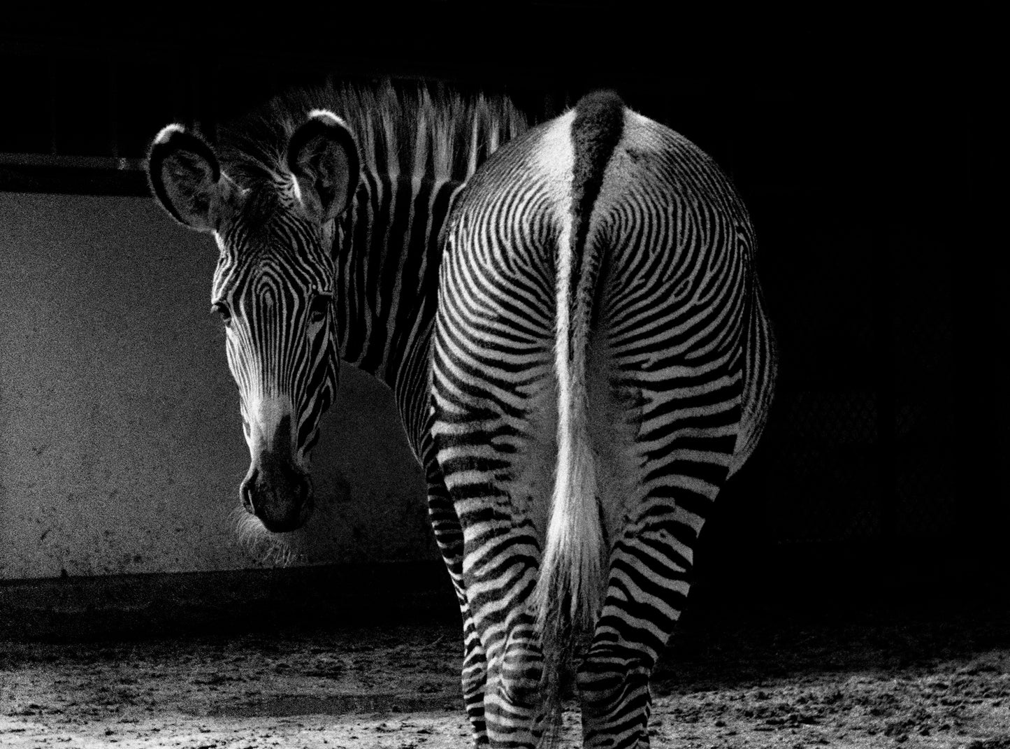 Zebra, Aart Klein