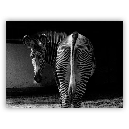Zebra, Aart Klein