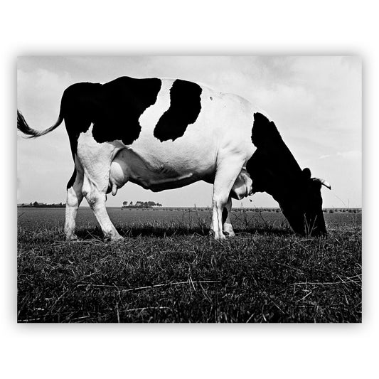 Grazende koe, Aart Klein
