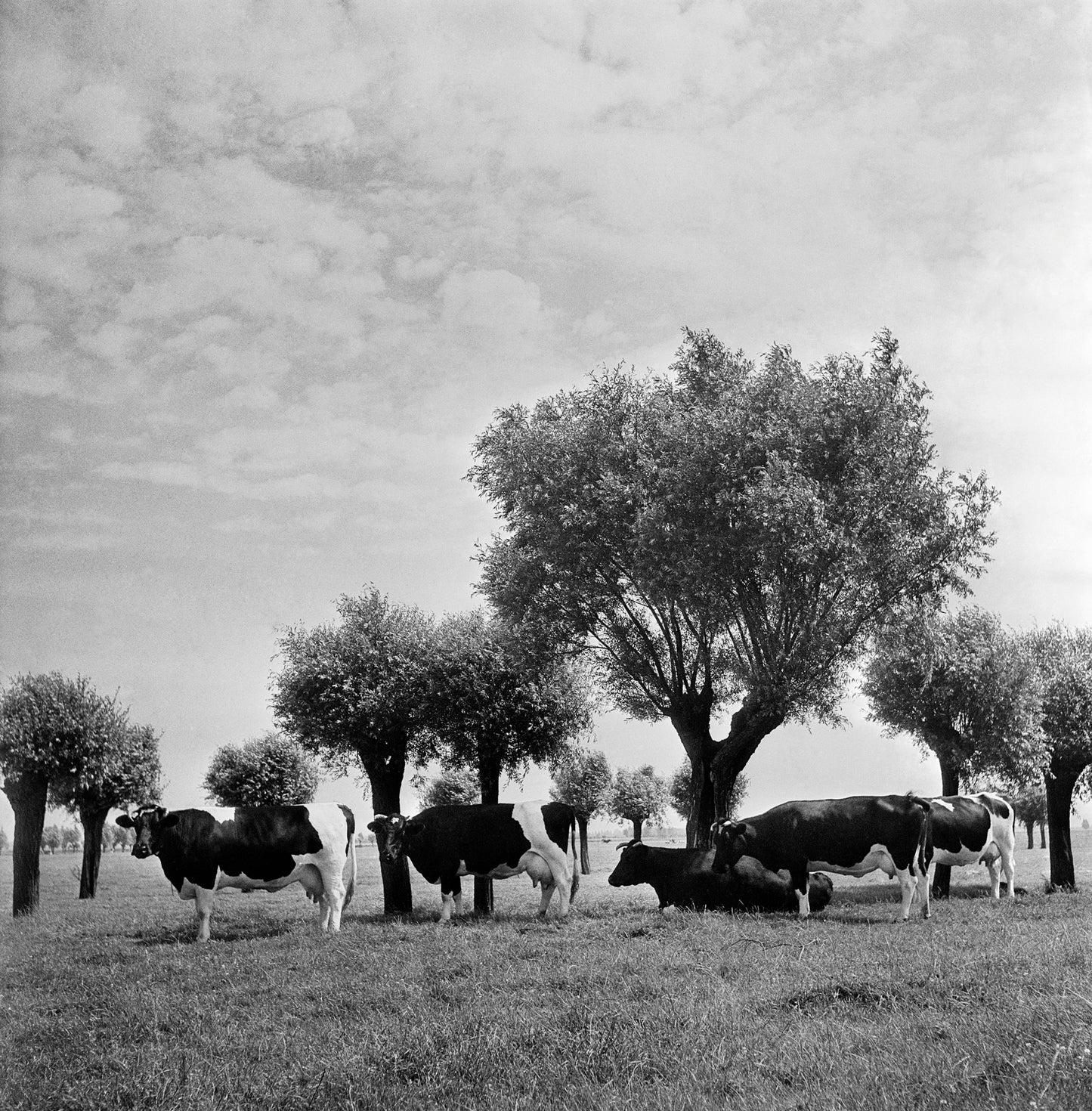 Zuidhollands stamboekrundvee, Cas Oorthuys