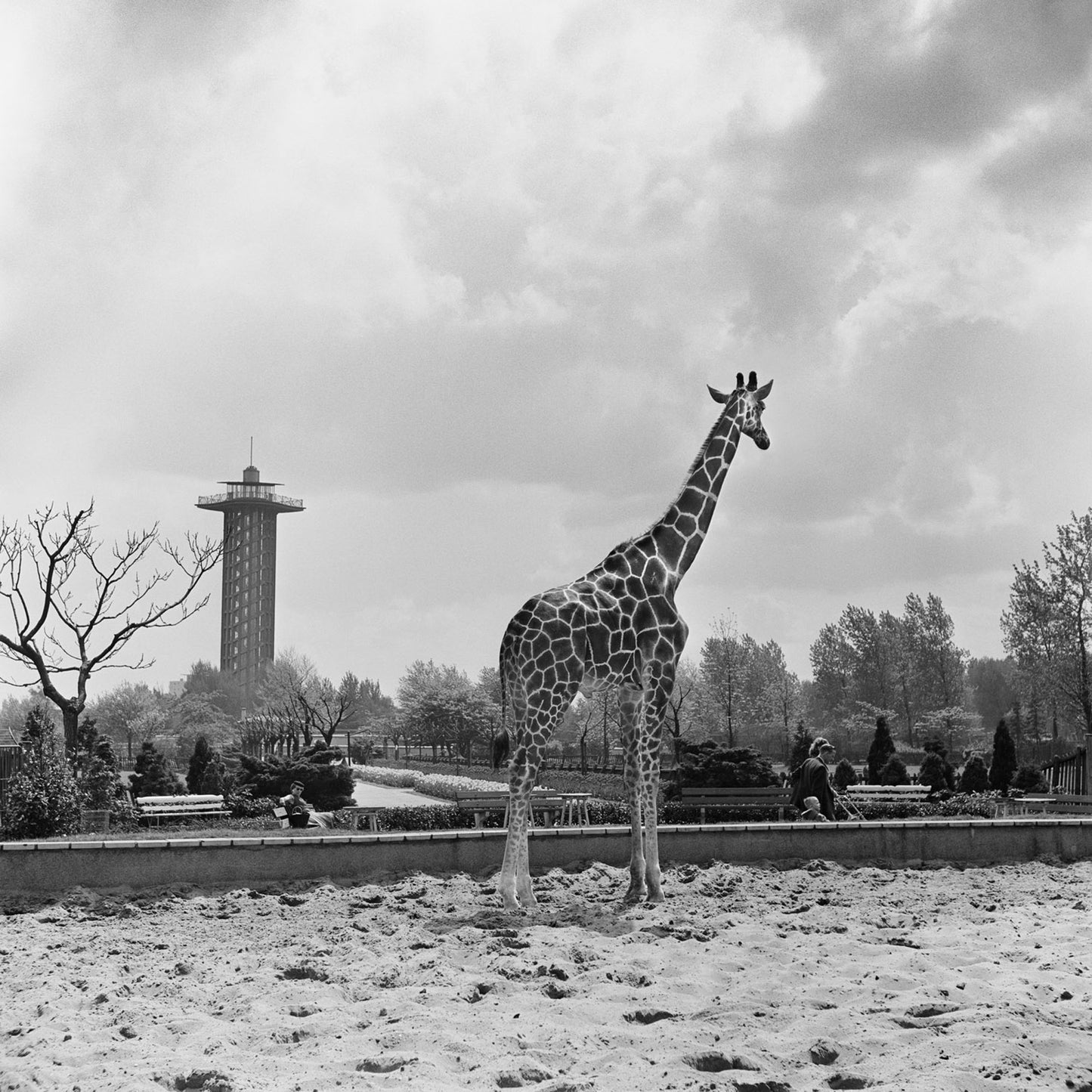 Giraffe, Ed van Wijk