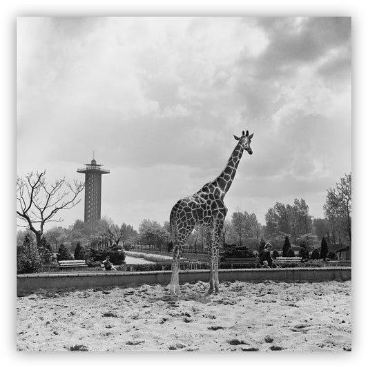 Giraffe, Ed van Wijk