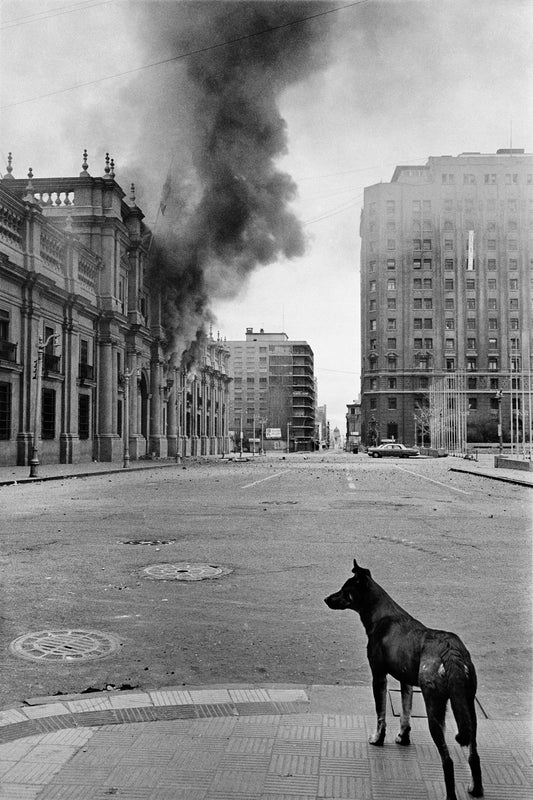 Stray dog Santiago, Chas Gerretsen