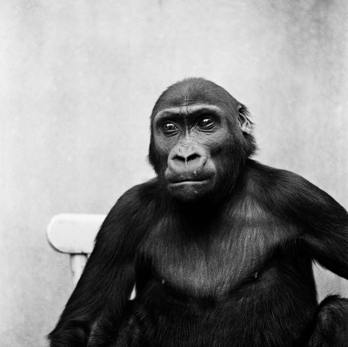 Gorilla, Kees Molkenboer