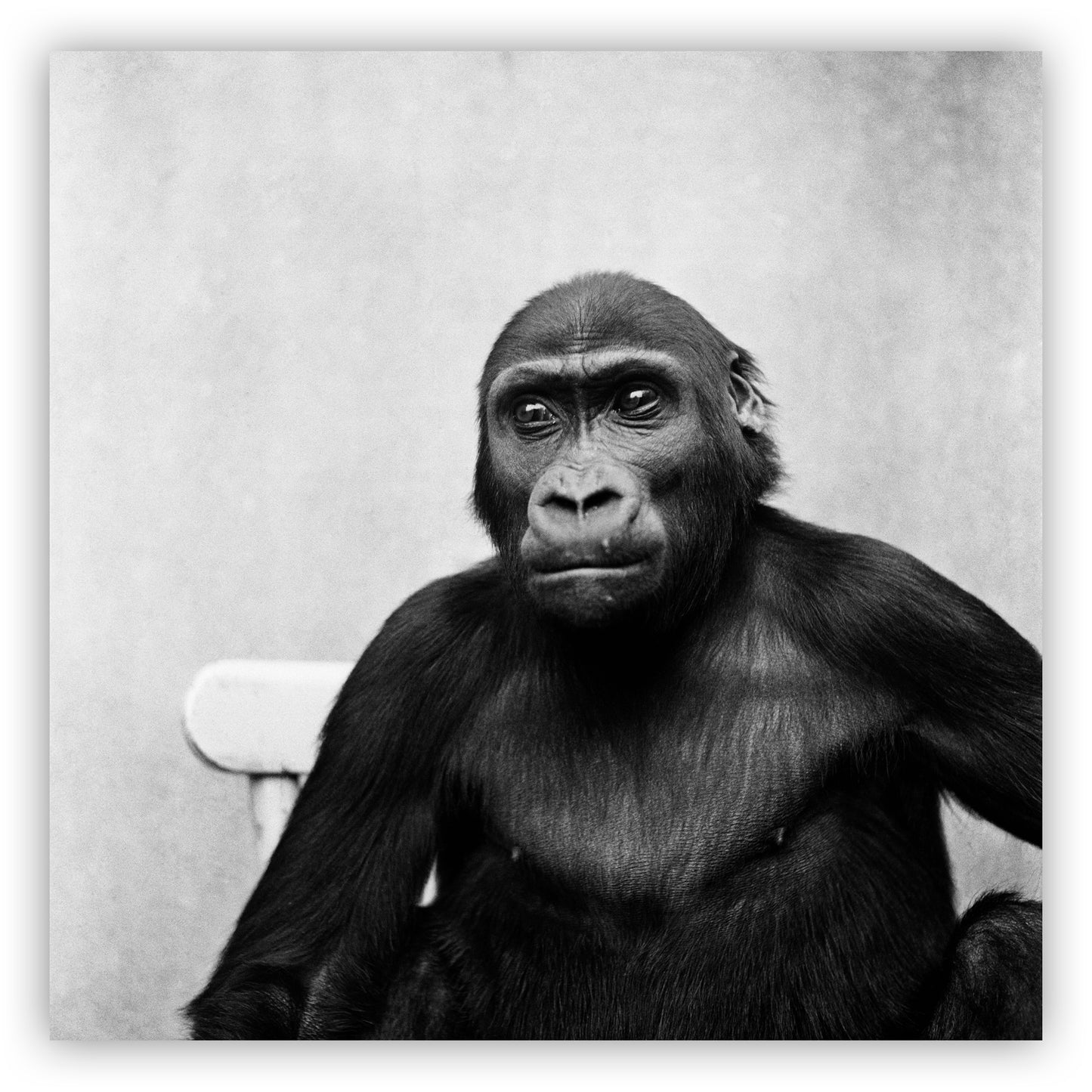 Gorilla, Kees Molkenboer